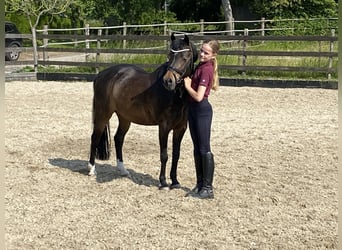 Welsh A (Mountainponny), Valack, 15 år, 124 cm, Rökfärgad svart