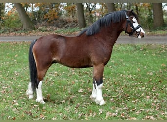 Welsh A (Mountainponny), Valack, 2 år, 120 cm, Brun