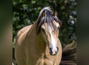 Welsh A (Mountainponny), Valack, 2 år, 120 cm, Gulbrun