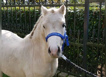 Welsh-A, Wallach, 3 Jahre, 114 cm, Palomino