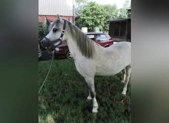 Welsh A (Mountainponny), Valack, 3 år, 124 cm, Grå