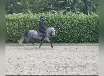 Welsh A (Mountainponny), Valack, 4 år, 120 cm, Grå-blå-brun