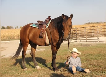 Welsh-A Blandning, Wallach, 4 Jahre, 140 cm, Rotbrauner