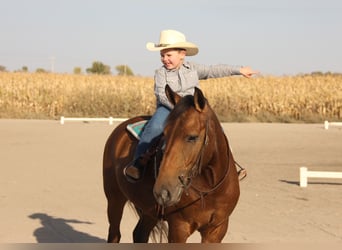 Welsh-A Blandning, Wallach, 4 Jahre, 140 cm, Rotbrauner