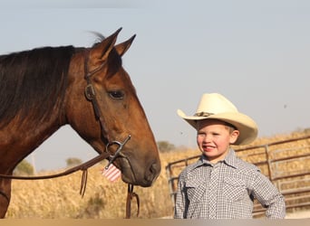 Welsh-A Blandning, Wallach, 4 Jahre, 140 cm, Rotbrauner