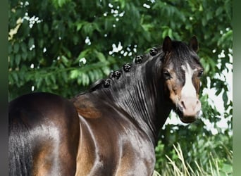 Welsh A (Mountainponny), Valack, 5 år, 117 cm, Svart