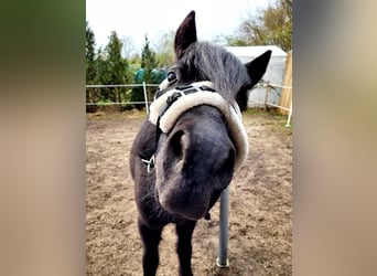 Welsh A (Mountainponny), Valack, 5 år, 118 cm, Svart