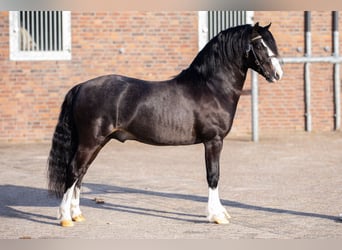 Welsh A (Mountainponny), Valack, 5 år, 119 cm, Rökfärgad svart