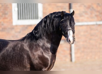 Welsh A (Mountainponny), Valack, 5 år, 119 cm, Rökfärgad svart