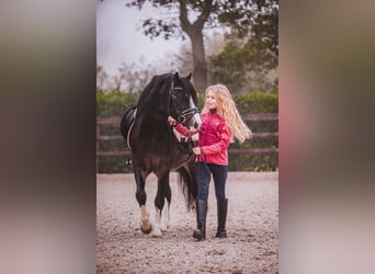 Welsh A (Mountainponny), Valack, 5 år, 119 cm, Rökfärgad svart