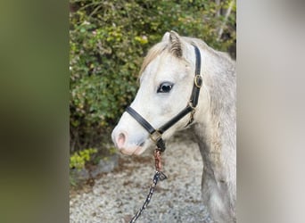 Welsh-A, Wallach, 5 Jahre, 123 cm, Schimmel