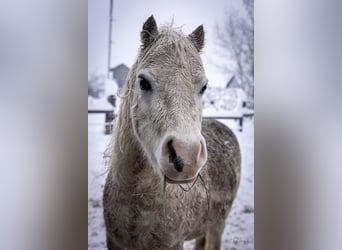 Welsh-A, Castrone, 10 Anni, 113 cm, Grigio