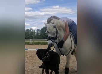 Welsh-A, Castrone, 10 Anni, 125 cm, Grigio