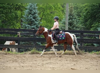 Welsh-A, Castrone, 10 Anni, 132 cm, Tobiano-tutti i colori