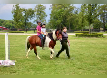 Welsh-A, Castrone, 10 Anni, 132 cm, Tobiano-tutti i colori
