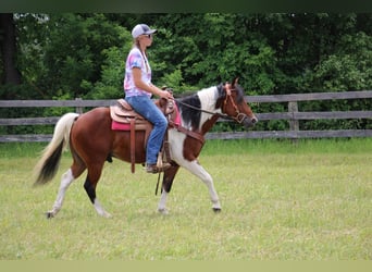 Welsh-A, Castrone, 10 Anni, 132 cm, Tobiano-tutti i colori