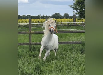 Welsh-A, Castrone, 11 Anni, 114 cm, Grigio