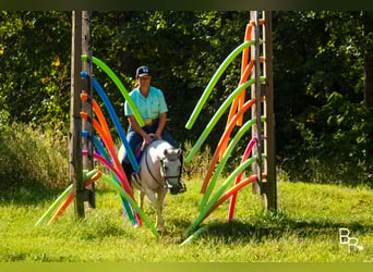 Welsh-A, Castrone, 12 Anni, 122 cm, Grigio
