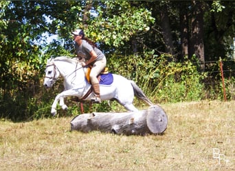 Welsh-A, Castrone, 12 Anni, 122 cm, Grigio