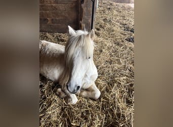 Welsh-A, Castrone, 12 Anni, 127 cm, Grigio