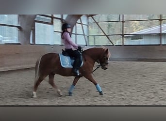 Welsh-A, Castrone, 12 Anni, Sauro
