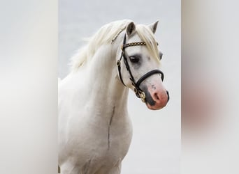 Welsh-A, Castrone, 13 Anni, 120 cm, Grigio