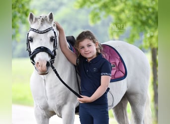 Welsh-A, Castrone, 13 Anni, 120 cm, Grigio