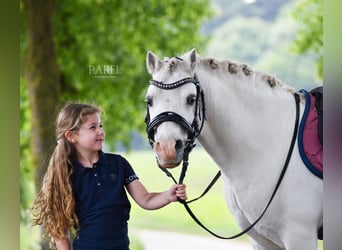 Welsh-A, Castrone, 13 Anni, 120 cm, Grigio