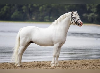 Welsh-A, Castrone, 13 Anni, 120 cm, Grigio