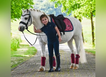 Welsh-A, Castrone, 13 Anni, 120 cm, Grigio