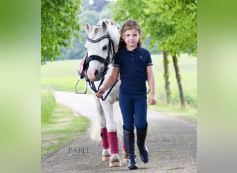 Welsh-A, Castrone, 13 Anni, 120 cm, Grigio