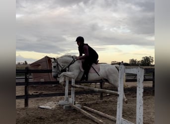 Welsh-A, Castrone, 13 Anni, 132 cm, Grigio