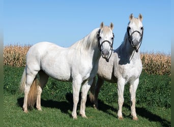Welsh-A, Castrone, 13 Anni, 132 cm, Grigio