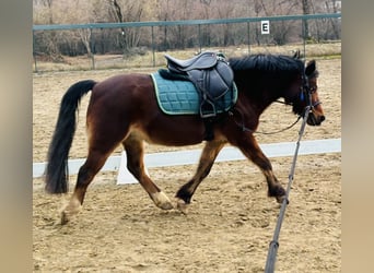 Welsh-A, Castrone, 15 Anni, 100 cm, Baio