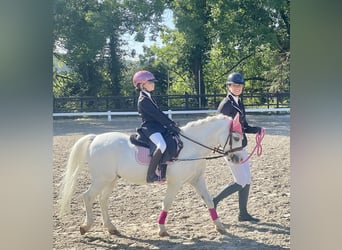 Welsh-A, Castrone, 15 Anni, 115 cm, Grigio