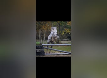 Welsh-A, Castrone, 15 Anni, 116 cm, Grigio pezzato