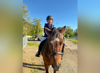 Welsh-A, Castrone, 15 Anni, 122 cm, Baio