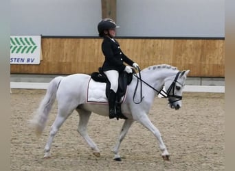 Welsh-A Mix, Castrone, 16 Anni, 126 cm, Grigio