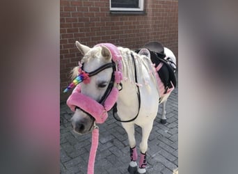 Welsh-A Mix, Castrone, 23 Anni, 117 cm, Grigio