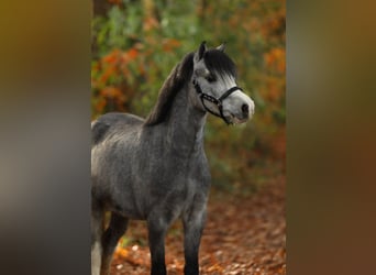 Welsh-A, Castrone, 2 Anni, 118 cm, Grigio