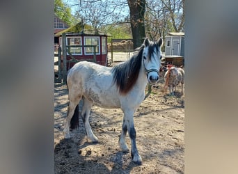 Welsh-A, Castrone, 2 Anni, 120 cm, Grigio