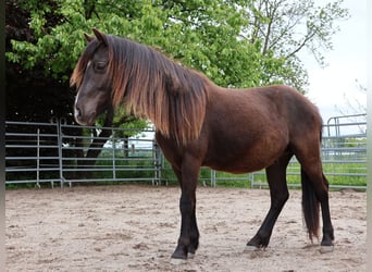 Welsh-A Mix, Castrone, 2 Anni, 120 cm, Morello