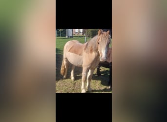 Welsh-A, Castrone, 3 Anni, 115 cm, Grigio rossastro