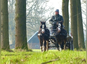 Welsh-A, Castrone, 3 Anni, 117 cm, Morello