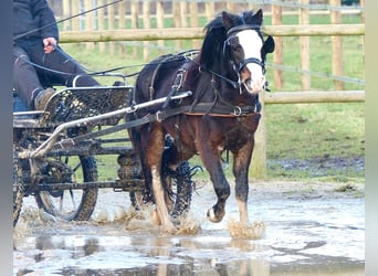 Welsh-A, Castrone, 3 Anni, 117 cm, Morello