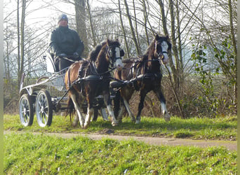 Welsh-A, Castrone, 3 Anni, 117 cm, Morello