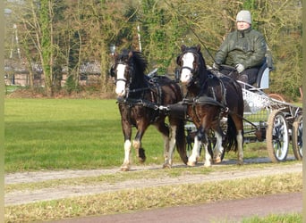 Welsh-A, Castrone, 3 Anni, 117 cm, Morello