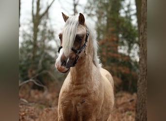 Welsh-A, Castrone, 3 Anni, 117 cm, Palomino