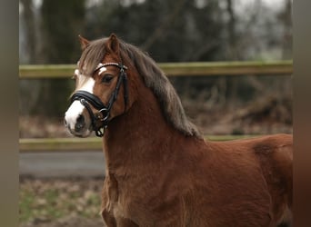 Welsh-A, Castrone, 3 Anni, 117 cm, Sauro scuro