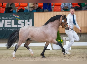 Welsh-A, Castrone, 3 Anni, 118 cm, Baio roano